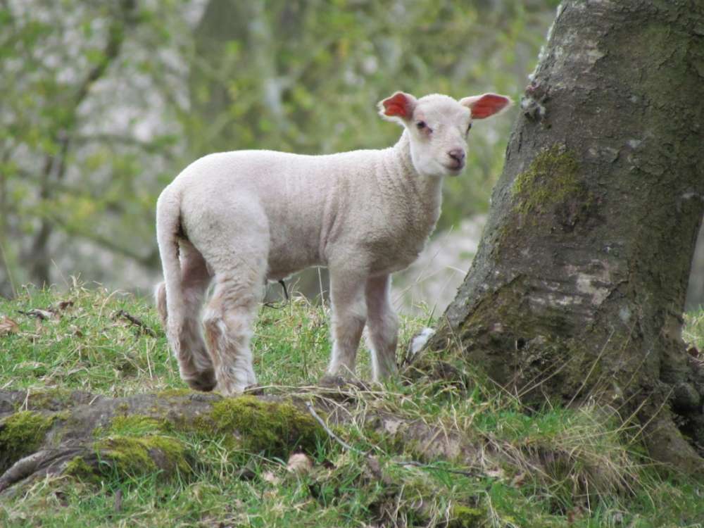 Agneau rôti aux herbes