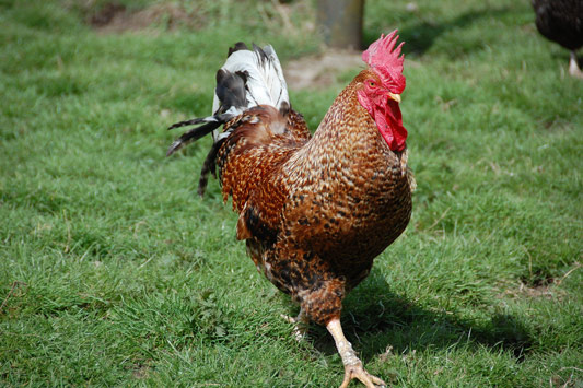 Coq au Chambertin