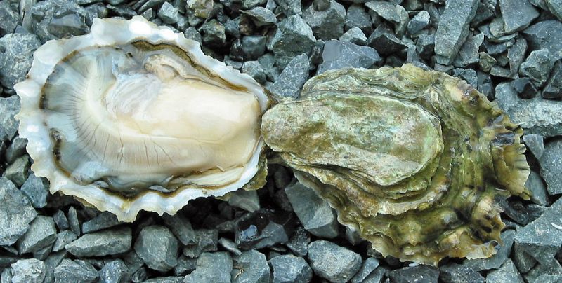 Huîtres en gelée