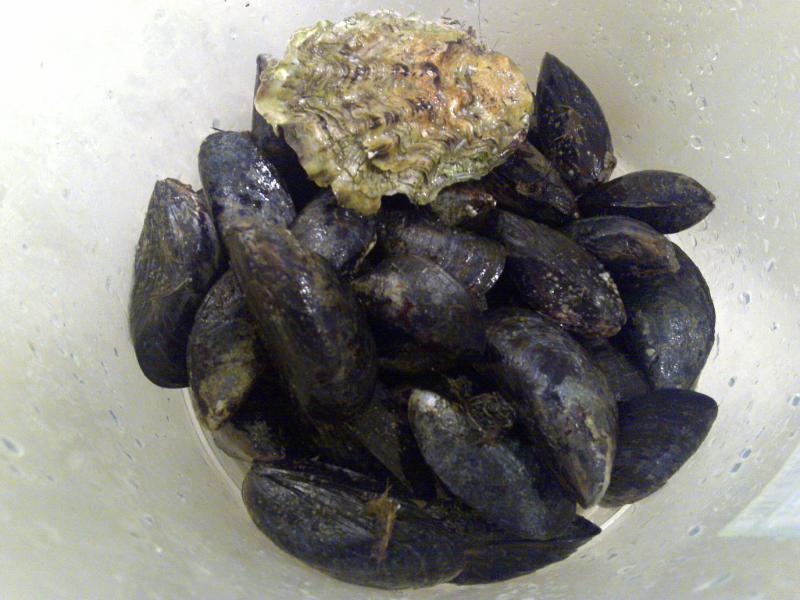 Tartare d’huîtres et de moules