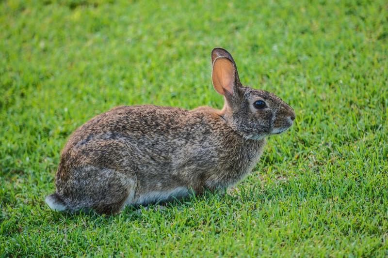 Lapin au cidre