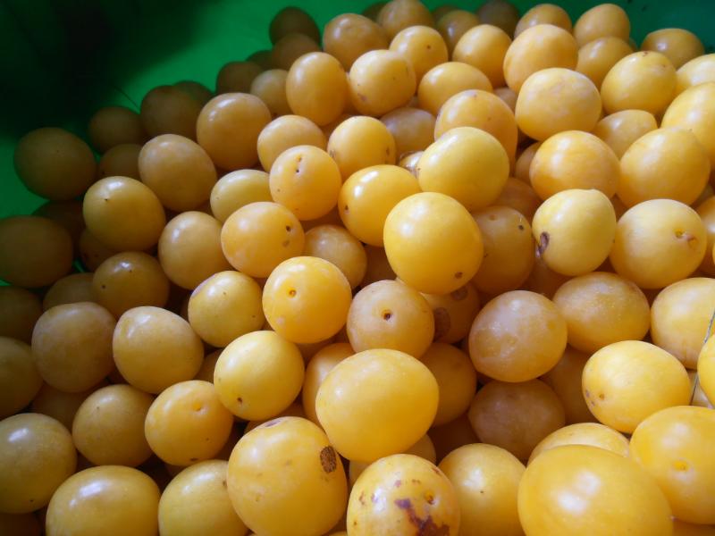 Compote de mirabelles