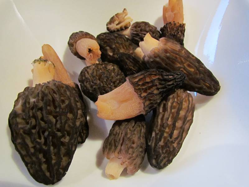 Fricassée de morilles