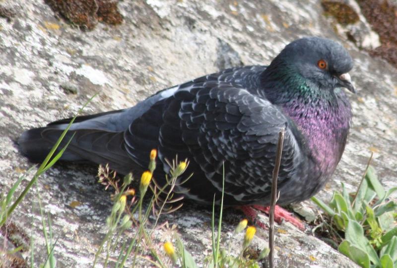 Pigeon aux épices douces