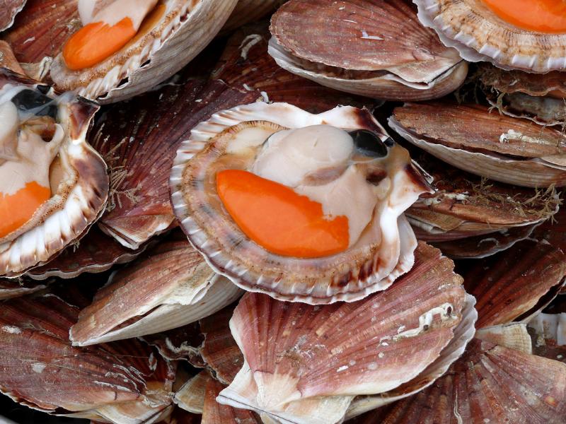 Coquilles Saint-Jacques marinées à l’huile d’olive et au citron vert