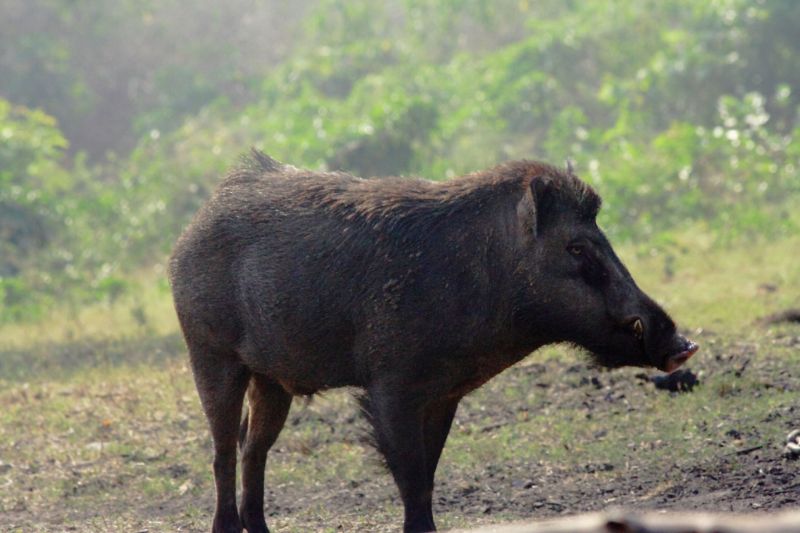 Sanglier en civet